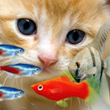 KITTY & FISH LIVE WALLPAPER#11 icon