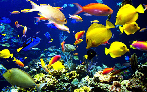 Android application Underwater Jigsaw Puzzles screenshort