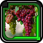 Cover Image of ダウンロード grape cultivation 7.0 APK