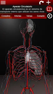Sistema Circulatorio 3D