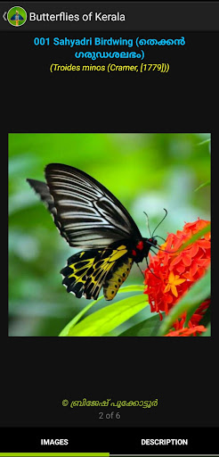 Butterflies of Kerala Screen 3