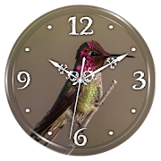 Hummingbird Clock Live WP  Icon