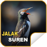 Masteran Jalak Suren icon