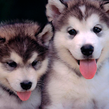 Puppies dogs live wallpaper icon