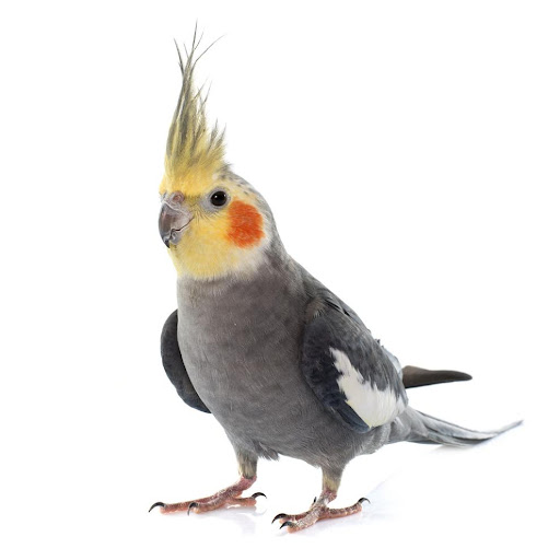 Anthem U.S Cockatiel Screen 2