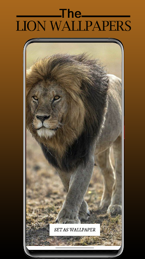 Lion Wallpaper, Sher Ka Photo - Apps on Google Play
