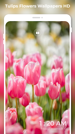 Android application 4K Tulips Flowers Wallpapers screenshort