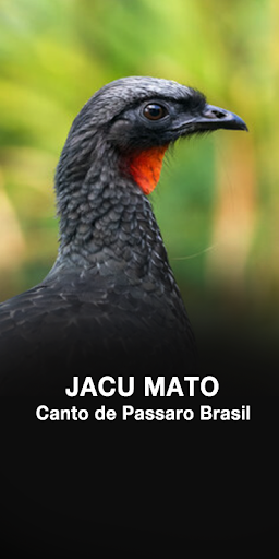 Android application Canto Jacu screenshort