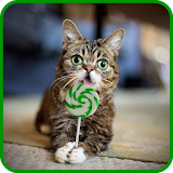 Lil Bub Cat Wallpapers icon