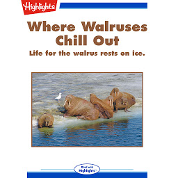 Obraz ikony: Where Walruses Chill Out: Life for the Walrus Rests on Ice