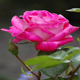 Beautiful Pink Rose LWP icon