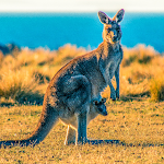 Cover Image of Download Kangaroo Wallpapers 1.0 APK