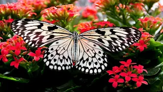 Butterfly Jigsaw Puzzles - Screenshot 1