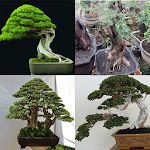 Cover Image of Tải xuống Know The Art Of Bonsai  APK