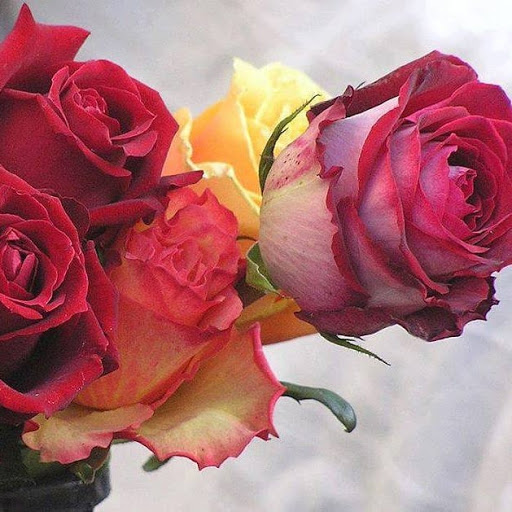 Download Beautiful Flowers And Roses Images 3d 4k Gif Free For Android Beautiful Flowers And Roses Images 3d 4k Gif Apk Download Steprimo Com