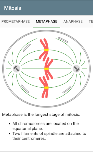 Mitosis, Meiosis, Organelles Screen 3