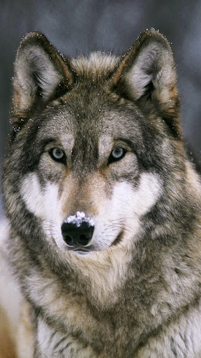 Wolf Wallpapers 4K Screen 3
