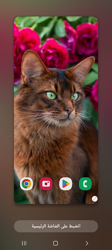 Wallpapers Cat (2) 4k 2023 Screen 2