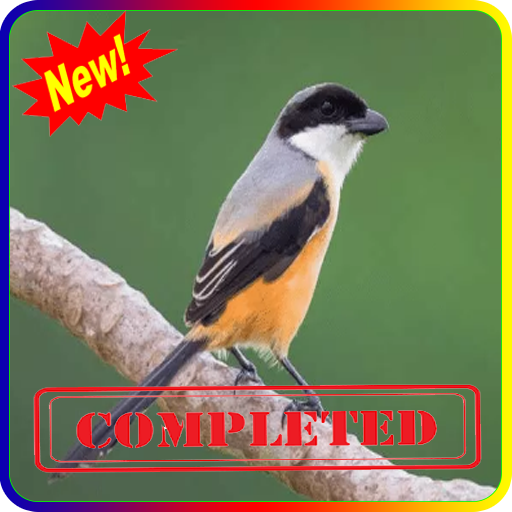 420 Gambar Burung Cendet Kartun HD Terbaru