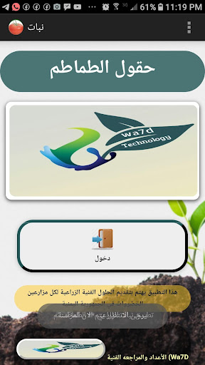 نبات حقول الطماطم