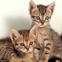 Cute Kittens Wallpaper Pro