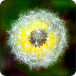 Cover Image of Download Dandelion Wallpapers 1.0 APK