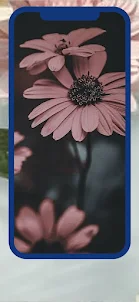 Flower Aesthetic Wallpaper 4K