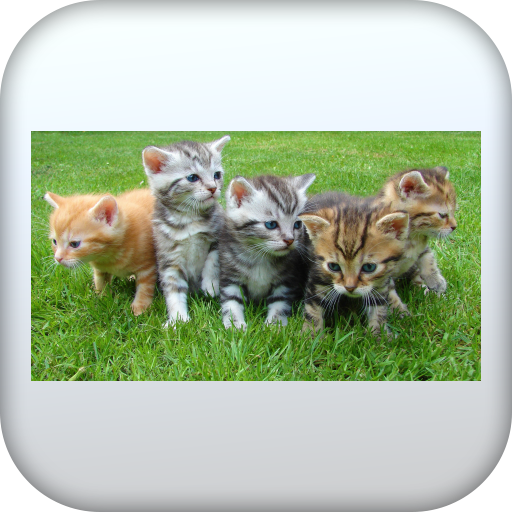 Cute Cat Wallpapers logo