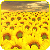 Sunflower Wallpaper icon