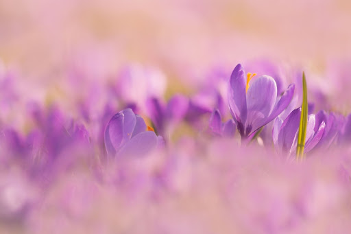 Crocus Flower Wallpapers
