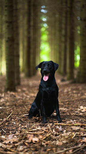 Dog Wallpapers Screen 2