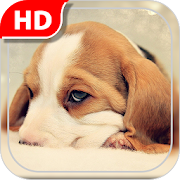 Top 40 Personalization Apps Like Puppies Live Wallpaper HD - Best Alternatives