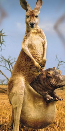 Kangaroo phone wallpapers