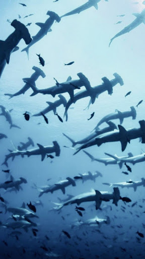 Shark Wallpapers Screen 2