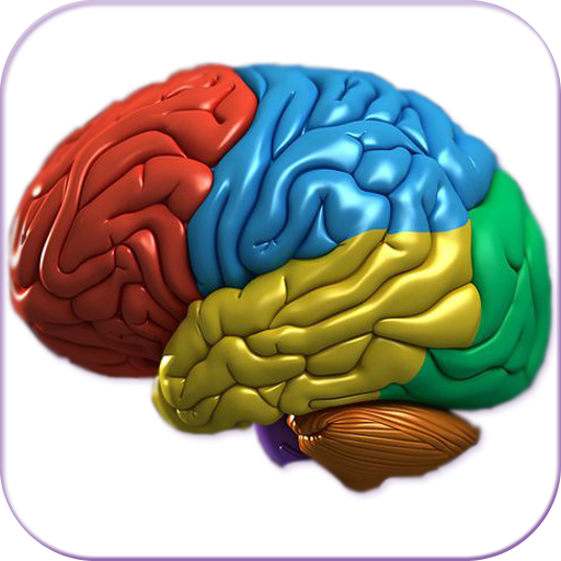 3D Human Brain  Icon
