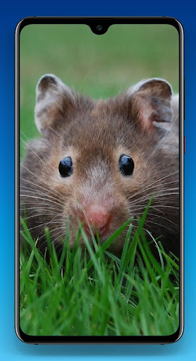 Android application Guinea Pig Wallpaper HD screenshort