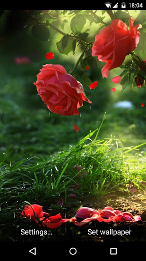 Red Rose Flower Live Wallpaper Screen 3