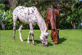 Horses Jigsaw Puzzles - Screenshot 2