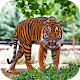 Hungry Tiger 3D Laai af op Windows