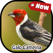 Canto Galo De Campina 2.0 Icon