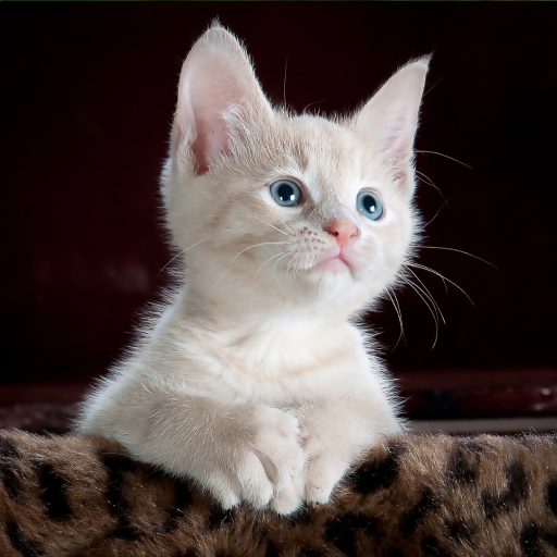 Kitten Sounds logo