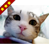 人気の猫アプリまとめ icon
