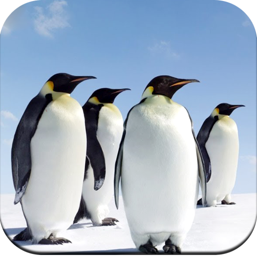 Penguin Wallpaper Hd Google Play のアプリ