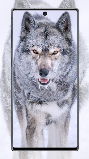 Android application Wolf Wallpaper screenshort