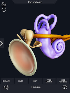 My Ear Anatomy