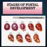 Fetal development stages