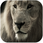 Cover Image of Download Lion Live Wallpaper 1.3 APK