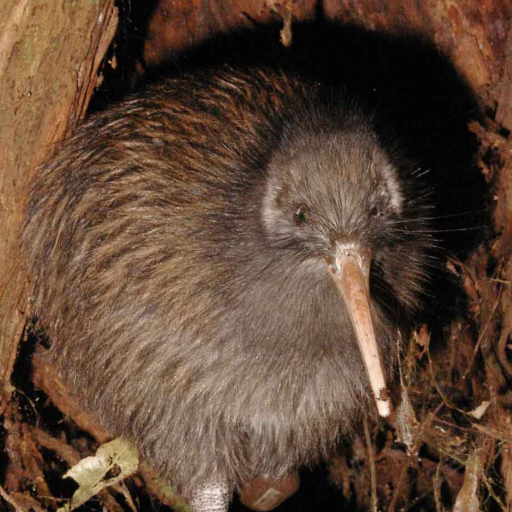 Kiwi Bird Sounds Nz logo