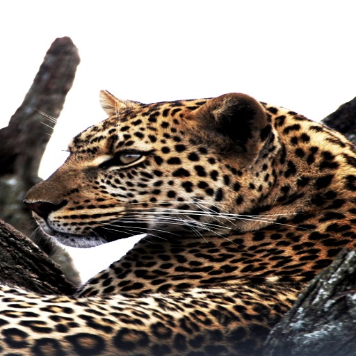 Leopard Wallpapers logo