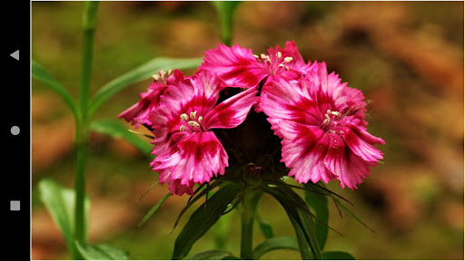 Carnations HD Flower Wallpapers and Backgrounds